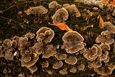 Iowa 'da bir sonbahar gününde düşen bir kütükte Türkiye kuyruk mantarı. 