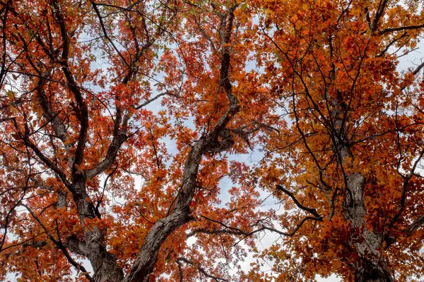 Tree branches with bright red and orange leaves with a blue sky background on a fall day in Iowa.