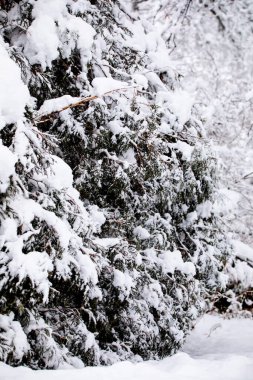 Ocak ayında Iowa 'da bir kış günü kar yağışı sonrası kozalaklı ağaçlar çizgisi. 