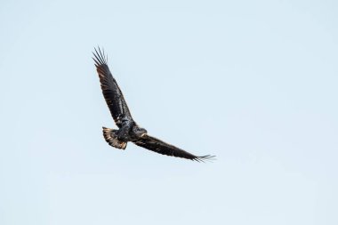Genç kel bir kartal, Iowa 'da bir kış günü açık mavi gökyüzünde süzülür.. 