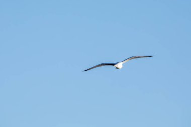 Iowa 'da bir kış günü kameraya doğru kanatları açık uçan martı yüzüğünün ön görüntüsü. Uzak görünüm. 