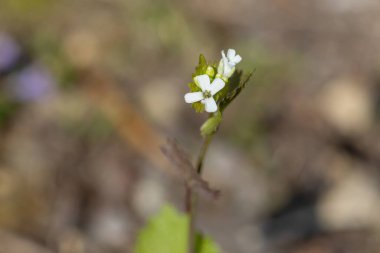 Bir bahar günü açan beyaz bir su teresi çiçeği. 