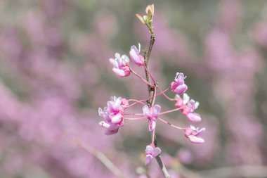 Kırmızı tomurcuk ağacının pembe çiçekleri, serin bir bokeh arka planda izole edilmiş.. 