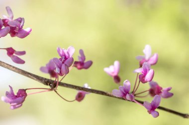 Bahar yeşili arkaplanda kırmızı tomurcukların yakın görüntüsü metin için kopyalama alanı ile. 