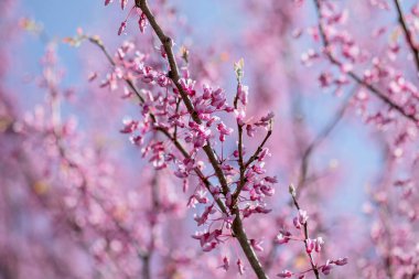 Kırmızı tomurcuk ağacının çiçek açan dalları mavi gökyüzü arkaplanına karşı izole.. 