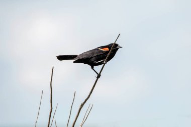 Side view of a male red wing blackbird perched on a branch, isolated on a bright blue sky background on a summer day.  clipart