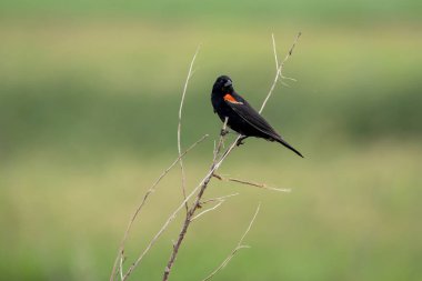 Kırmızı kanatlı bir erkek karatavuğun ağaç tepesine tünemiş ve başı dönük bir şekilde yan görüntüsü. Kuş, bulanık yeşil çayır arka planında izole edilmiştir.. 