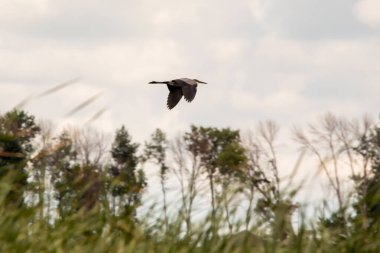 Balıkçıl bulutlu bir günde arka planda bulanık ağaçlarla gökyüzünde uçuyor.. 