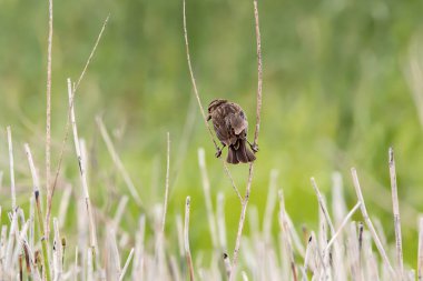 Iowa ovasında iki dalın arasına tünemiş, bulanık yeşil bir arka plana sahip dişi bir kırmızı karatavuğun arka planı.. 