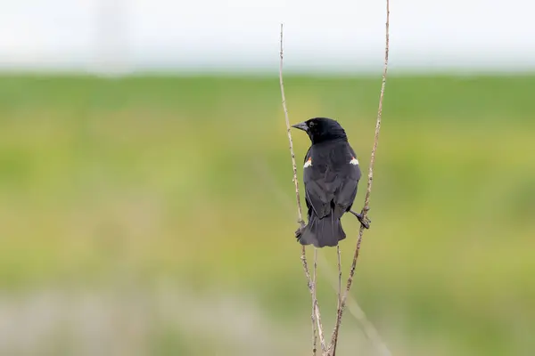 stock image Back view of a male redwinged blackbird perched between two branches with its head turned to the side on a summer day in an Iowa wetland. 