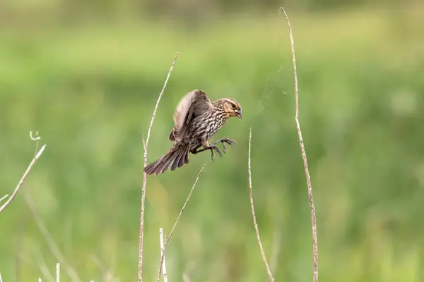 stock image A female redwing blackbird about to land on a small branch on the prairie, isolated on a blurred green background. 