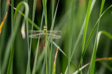 Yeşil yusufçuk bir yaz gününde sazlıklarda uçar.. 