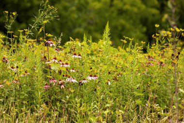 Bir yaz günü çiçek açan koni çiçekleriyle otlakların manzarası. 