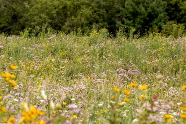 Çiçeklerin açtığı ve arka planda bulanık ağaçların olduğu çayır manzarası. 
