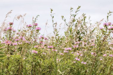 Mor kır çiçekleri ve mavi gökyüzü arkaplanı olan parlak çayır manzarası. 