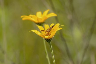 Fritillary butterfly on a yellow wildflower in the meadow on a summer day, closeup photo.  clipart