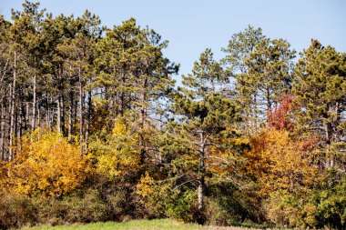 Ormanda sonbahar ağacı manzarası ve mavi gökyüzü arka planı. 