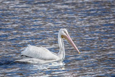 Iowa 'da bir kış günü nehirde yüzen beyaz pelikan.. 