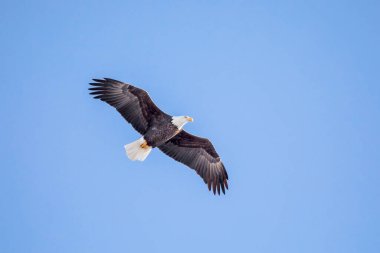 Iowa 'da bir kış gününde açık mavi gökyüzünde yükselen kel kartal. 