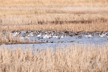 İlkbahar göçü sırasında Iowa 'nın sularındaki bir kar kaz sürüsü.. 