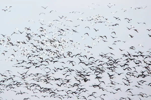 Iowa 'daki bahar göçü sırasında mavi gökyüzünde uçan yüzlerce kar kazı.. 