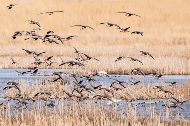 Bir kar kazları sürüsü bahar göçü sırasında sulak alandaki bir gölete doğru uçuyor.. 