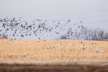 Iowa 'daki bahar göçü sırasında bir tarla üzerinde uçan bir kar kaz sürüsü.. 