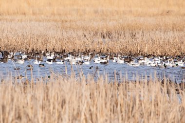 Iowa 'daki bahar göçü sırasında sulak arazide yüzen kar kazları.. 