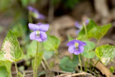 Iowa 'da bir bahar günü, orman zemininde açan iki vahşi mor mor çiçek.. 