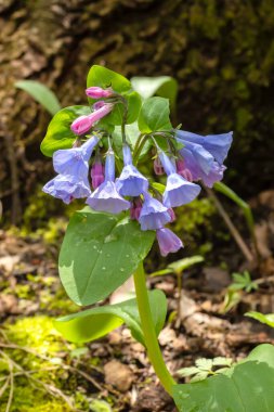 Virginia BlueBell çiçekleri bir bahar günü çiçek açıyor, yakın plan fotoğraf. 