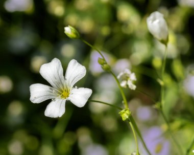 Yazın yeşil ve siyah arkaplanda çiçek açan Gypthe elegans, yakın plan fotoğrafı.. 