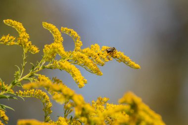 Iowa 'da bir yaz günü çiçek açan bir altın değirmeninde dinlenen arı.. 