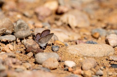 Iowa 'da bir yaz günü kumlu zeminde kısmen dinlenen doğu kuyruklu mavi kelebeğin yan görüntüsü.. 
