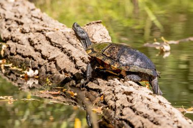 Bir yaz günü Iowa 'da bir kütükte güneşlenen boyalı kaplumbağa, yakın çekim fotoğrafı.. 