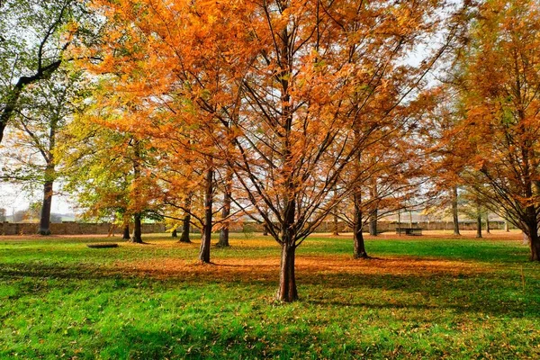 Parktaki sonbahar ağacı