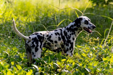 Dalmaçyalı köpek sıcak bir ışıkla küçük çimlerin ve çalıların üzerinde duruyor ve daha çekici bir ses için sabırsızlanıyor..