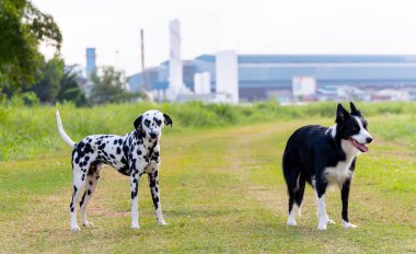 Dalmaçyalı ve Sınır Köpekleri yürüyüş sırasında yan yana dururlar. Arka plandaki modern binaya güneş ışığıyla giderler ve mutlu görünürler..