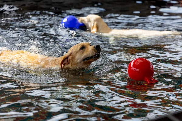 Двоє Лабрадорських Собак Під Час Тренувань Тренувань Клацають Червону Синю — стокове фото