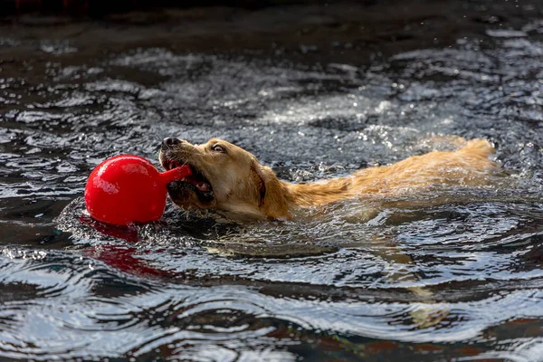 Лабрадорський Собака Прибиває Червоний Басейні Під Час Тренувань Вправ Приміщенні — стокове фото