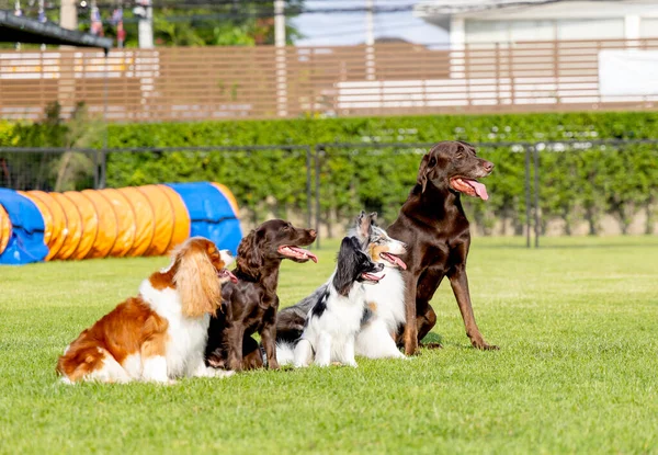 Група Собак Різного Типу Стоїть Полі Трави Лінія Формування Нетерпінням — стокове фото