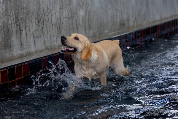 Лабрадорська Собака Добре Бавиться Басейні Тішиться Щастям — стокове фото