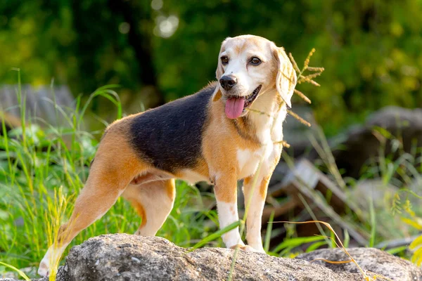 Vue Latérale Chien Beagle Rester Sur Roche Avec Fleur Verre — Photo