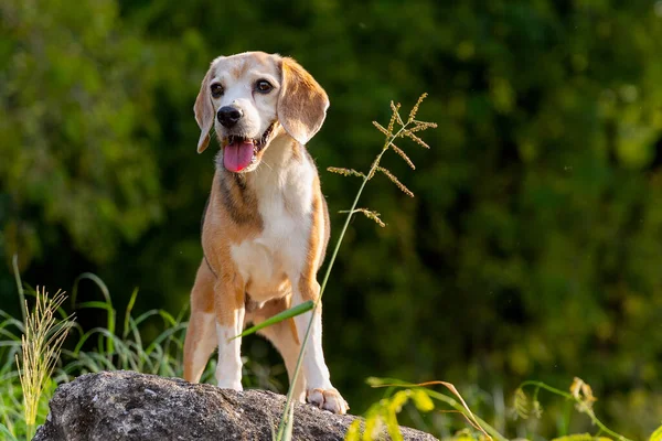 Elülső Kilátás Beagle Kutya Marad Sziklán Üveg Virág Oldalán Várom — Stock Fotó