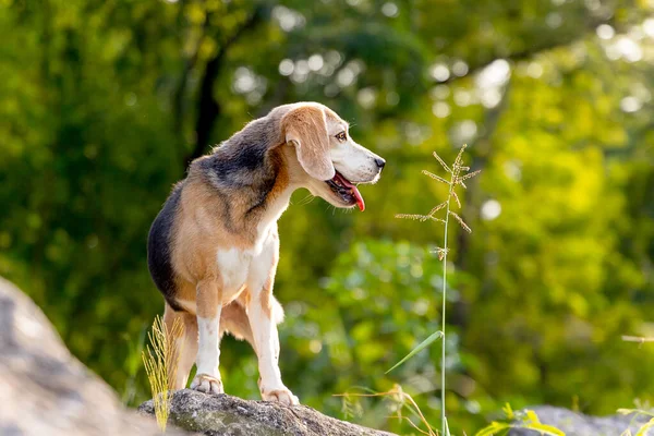Vista Frontal Cão Beagle Ficar Rocha Com Flor Vidro Lado — Fotografia de Stock