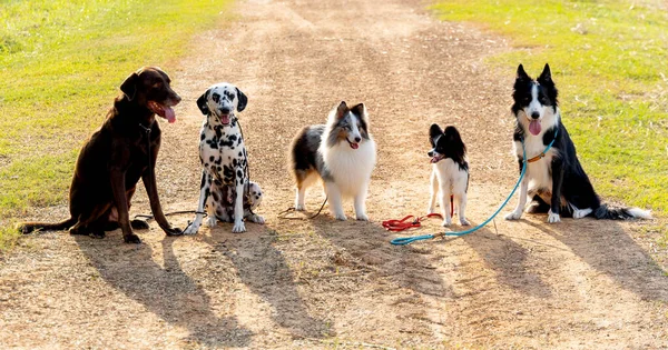 Група Собак Різного Типу Стоїть Шляху Або Дорозі Лінія Формування — стокове фото