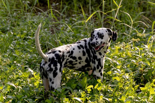 Dalmatský Pes Stojí Malé Trávě Keři Teplým Světlem Dívá Dozadu — Stock fotografie