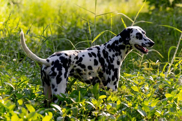 Dalmatský Pes Stojí Malé Trávě Keři Teplým Světlem Těší Zajímavý — Stock fotografie