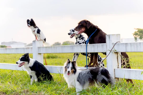 Група Собак Різного Типу Стоять Біля Садового Паркану Лінія Формування — стокове фото