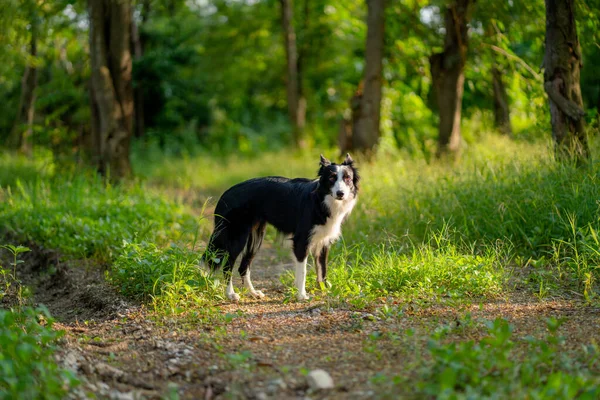 Широкий Знімок Прикордонні Коляски Чорні Білі Собаки Стоять Дорозі Форст — стокове фото