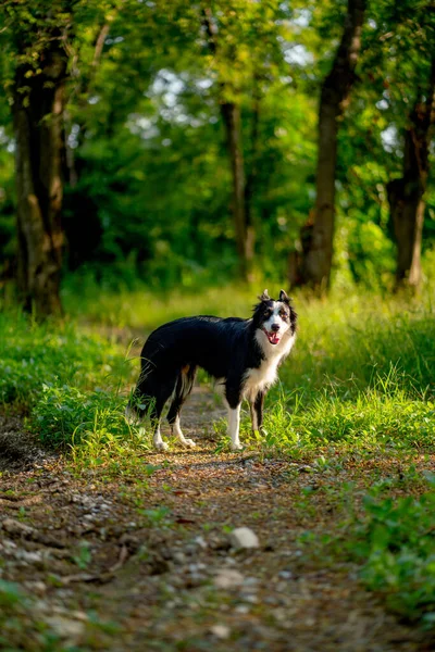 Вертикальне Зображення Прикордонних Колір Чорний Білий Собака Стоїть Пішоході Тільки — стокове фото